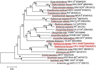 Geminicoccus flavidas sp. nov. and Geminicoccus harenae sp. nov., two IAA-producing novel rare bacterial species inhabiting desert biological soil crusts